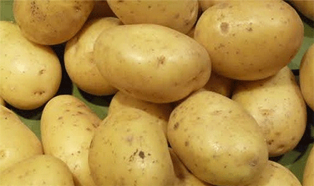 نحو تفعيل نظام  سيربالاك  في شعبة البطاطا