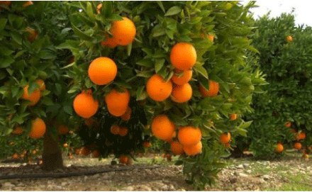 فيما طالب منتجون بالعودة للتصدير