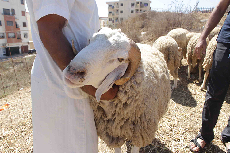 سوق أهراس: تسجيل حالتي إصابة بالحمى النزلية وسط الأغنام ببلدية المشروحة 