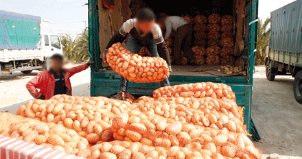 بغية ضبط الأسعار وكسر الاحتكار: طرح كميـــات معتبرة من البطاطا المخزنـــة قريبـــا في السوق 