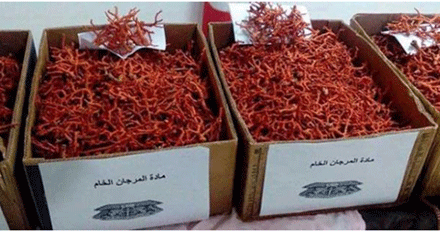 توقيف شخصين بحوزتهما مخدرات بعنابة  : تفكيك شبكة دولية لتهريب المرجان و حجز 13 كلغ  