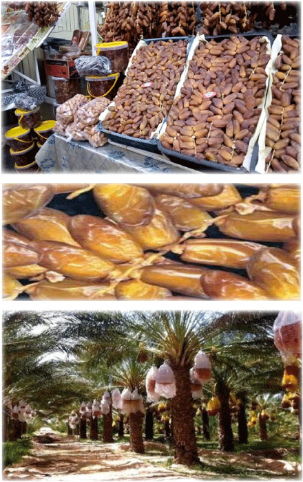 كورونا و مشكل التخزين يعمقان أزمة المهنيين ببسكرة: مُنتجو التمور يُُطالبون بآليات لتسويق فائض المنتوج
