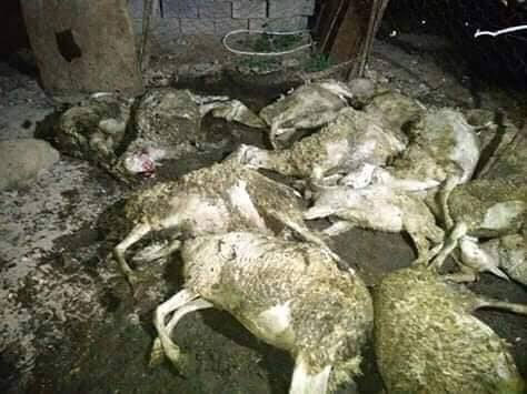 باتنة: كابل كهربائي يتسبب في نفوق قطيع ماشية بالجزار