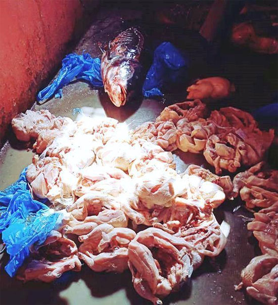 قسنطينة: الأمن يحجز قنطارين من الدّجاج والسّمك الفاسد بجنان الزيتون 