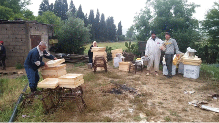 وزارة الفلاحة تستجيب لطلب المربين : الترخيص لنقل خلايا النحل بين الولايات أثناء الحجر