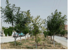 سكان يتطوّعون بإنشاء فضاء أخضر ببرج مهيريس