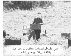 تشكل طوابير أمام وحدات التحويل بقالمة: انطلاق  جني الطماطم الصناعية  وسط إجراءات مشددة  