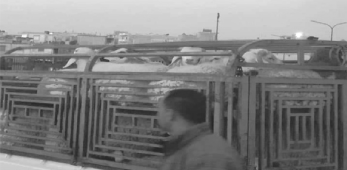 للحد من انتشار فيروس كورونا في الطارف : رار بإعادة غلق سوقي الماشية بعين العسل و بوحجار