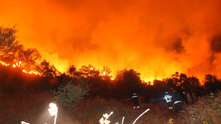 تلوث و تدمير للحياة البرية  : حرائق الغابات في الجزائر بين الاستهتار والفعل المتعمد