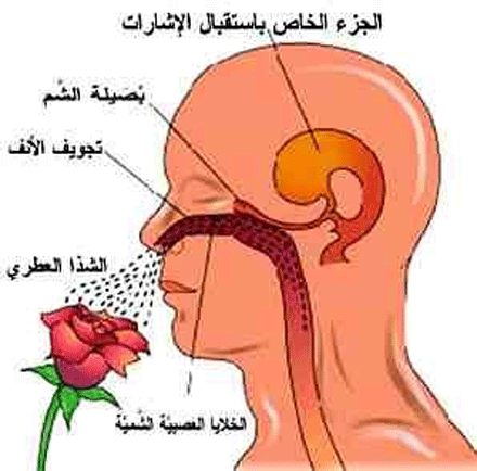 فيما يحذر أطباء من عدم الخضوع للحجر: فاقدون لحاستي الذوق والشم يخفون إصابتهم وينقلون عدوى كورونا