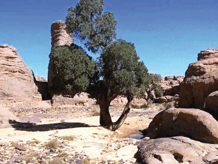 مصنفة كتراث عالمي وتنبت بالصحراء الجزائرية: شجرة سرو الطاسيلي «تاروت» مهددة  بالزوال
