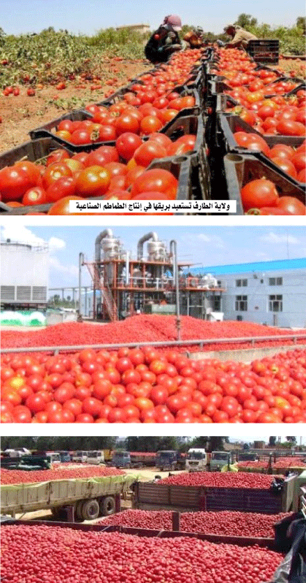 رغم استعادة الشعبة لعافيتها وتحقيق موسم 