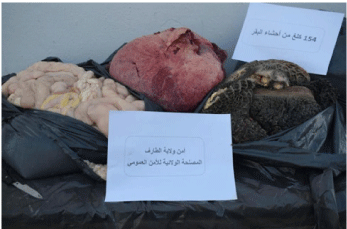 حجــز قنطـــار و نصف أحشـــاء فاسدة
