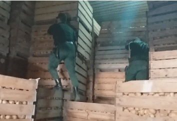 بسعر جملة قارب 11 مليار سنتيم في أم البواقي: حجــــز 12 ألـــف قنطــار من البطاطـــا الموجهة للمضاربــة