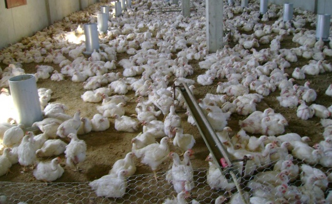 دواجن: توفير أكثر من 20 مليون جرعة من اللقاح المضاد لإنفلونزا الطيور