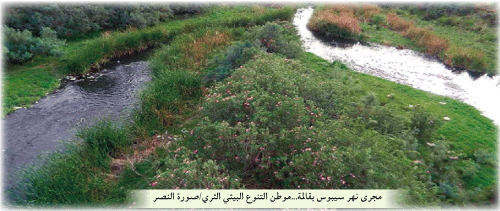 حوض سيبوس الكبير بقالمة 