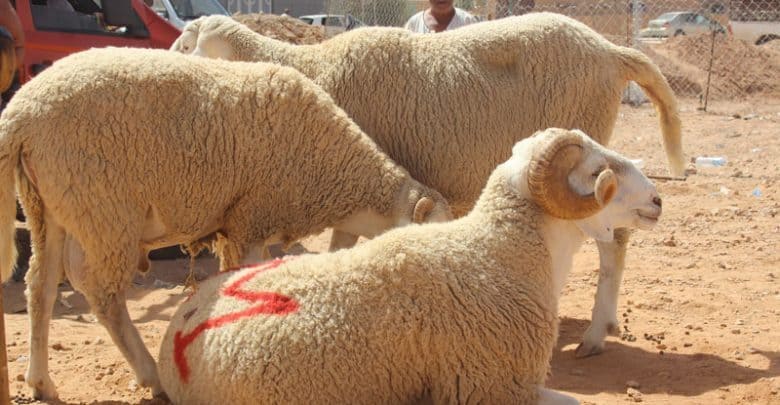 الترخيص باستيراد الماشية الحية في إطار تجارة المقايضة 