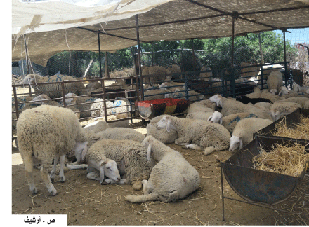 فدرالية مربي المواشي  تدعو لاحترام إجراءات الوقاية من كورونا وتصرح: الأضاحي متوفّرة  و أسعارها تبدأ من ثلاثة ملايين