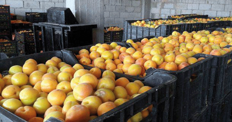 بسبب الجفاف: اقتلاع 104 هكتارات من أشجار المشمش بباتنة