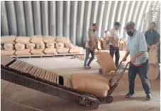فيما يتوقع إنتاج 550 ألف قنطار من الحبوب: مقاضاة كل منتج يقدم تصاريح مغلوطة في زراعة الطماطم الصناعية