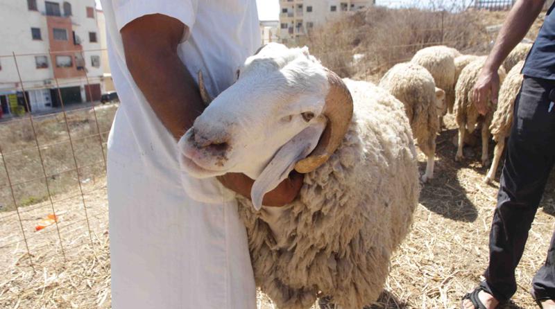 عيد الأضحى: وزارة البيئة تدعو إلى تفادي الذبح بطرق عشوائية في الشوارع  