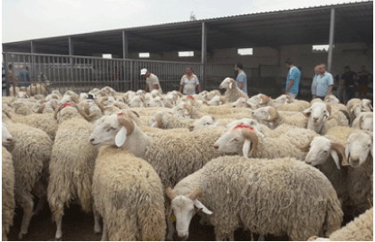 ماشية الصحراء لتلبية الطلب المحلي: أسعــــار الأضاحـي بين 4 و 8 ملايين سنتيـم بقسنطينـــة