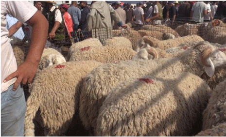 عائلات أجلت اقتناء أضاحيها: وسطاء يلهبون أسعار المواشي بأسواق الطارف