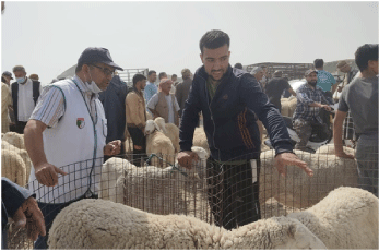 تحسّبا لعيد الأضحى المبارك بتبسة: تشديد الرقابة على نقاط بيع الأضاحي بعدة بلديات