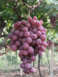 عمالة 