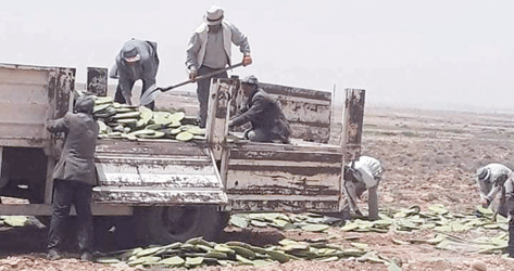 غرس حاجز من التين الشوكي على طول 185 كلم لمكافحة التصحر بباتنة: التين الشوكي .. دور إيكولوجي وتطلع اقتصادي