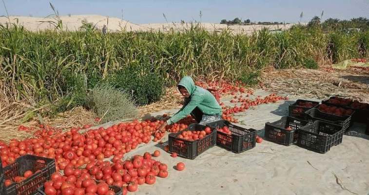 الوادي: توقعـــــــات بإنتـــــــــاج 2.7 مليــــون قنـــطار مـــــــن الطمـــاطــــم الحقليــــــــــــــة 