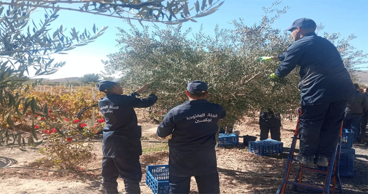 النصر تزور مؤسسة البيئة المفتوحة للسجناء بوكعبن: سجـــــناء يحولـون أرضـا قاحلة إلى مستثــــــمرة  فلاحيــــة منتجــــــة بباتنـــــة