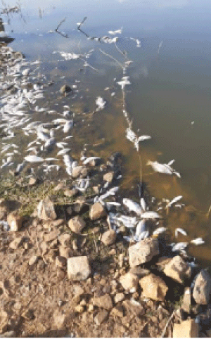 نفوق أسماك بالوادي الكبير في بن عزوز