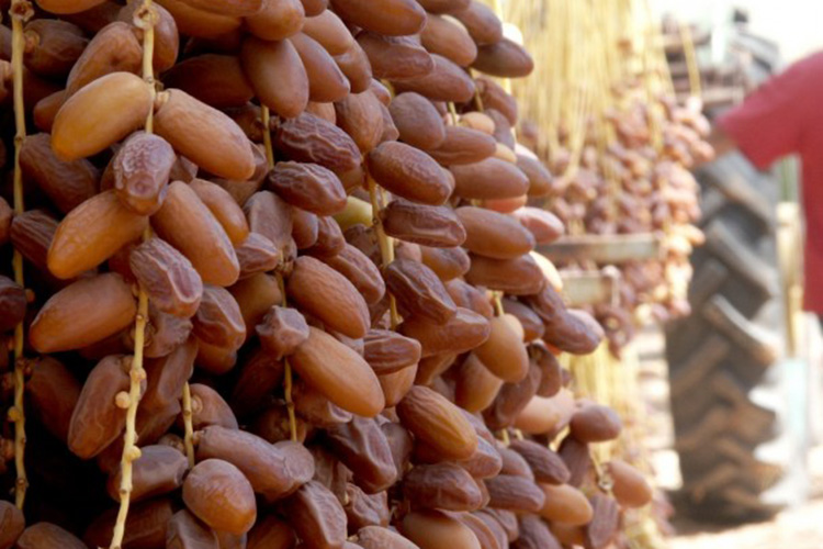 السعي لتصدير التمور الجزائرية نحو 150 دولة بنهاية 2024 