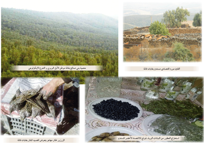 الوسط الجبلي بقالمة: تنــوع إيكـولوجـي ثــري..  اقتصـاد أخضـر  و اعتــداء جائــر