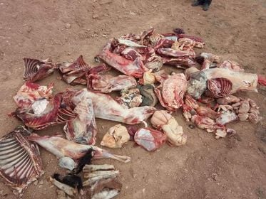 تبسة: إتلاف لحوم ومشتقات حليب غير صالحة للاستهلاك