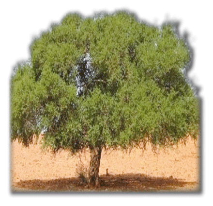  شجــرة الأرغــان.. ذهـب أخضر  بفوائــد لا تحصــى