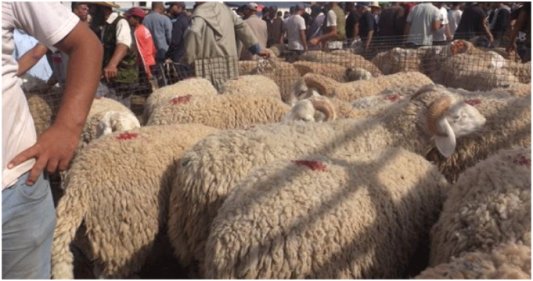 تنظيــــم أســواق رحمـــة لبيـع الماشيــة و الأدوات المدرسيــة