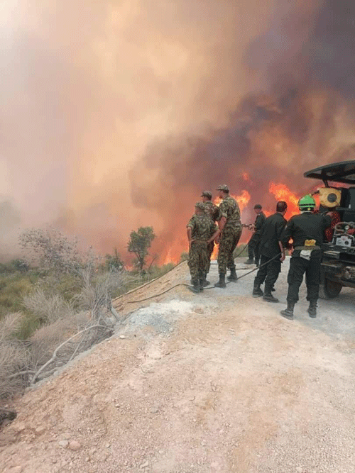 الجيش يشارك في جهود الإخماد بسكيكدة: وفاة شخصين و خسائر فلاحية في حرائق مهولة