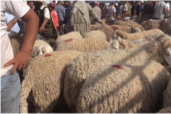 وزير الفلاحة يدعو المواطنين إلى تجنب شراء الأضاحي من النقاط العشوائية ويصرح: أسعار المواشي ستستقر في الأيام القادمة