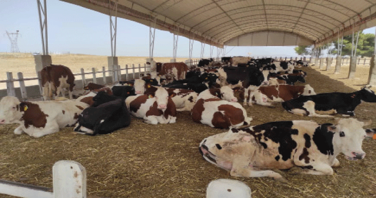 قسنطينة: مشكلـــة ميـــاه تهـــدد نشــــاط مزرعــــة البعراويــــة