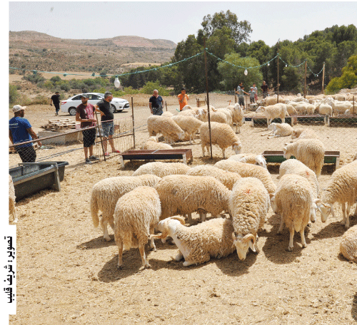 عشية العيد: إقبال ضعيف على الأضاحي ومربون يلجأون إلى البيع بالتــــــــــقسيـــــط