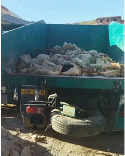 سطيف: استرجـــاع أطنـــان من جلـود الأضاحـــي