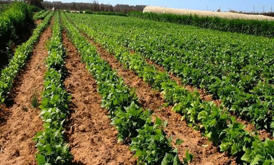 خبراء يبرزون أهمية تطوير القطاع الفلاحي في الجزائر: ضـــرورة استخــــدام التكنولوجيـــــا والذهـــــاب إلى زراعـــــة ذكيـــــة