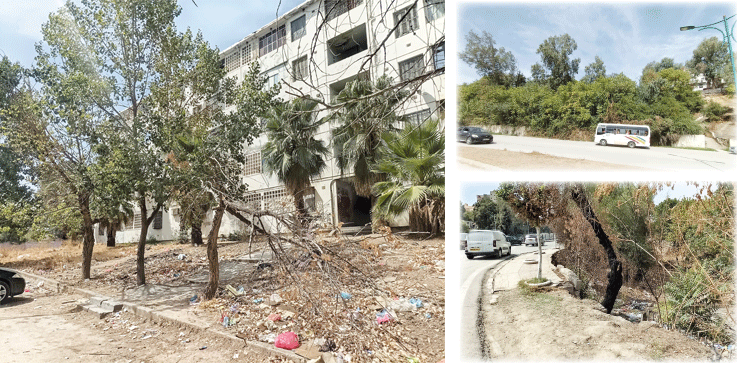 دعوة لإعادة ضبط استراتيجية التشجير 
