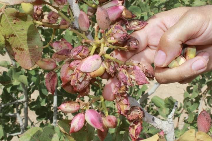 تبسة: تشكيل لجنة لحصر الأضرار الناجمة عن الأمطار الطوفانية الأخيرة 