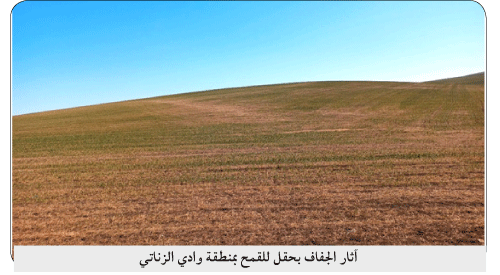 قالمة: لجان تقنية لمعاينة حقول القمح المتضررة من الجفاف