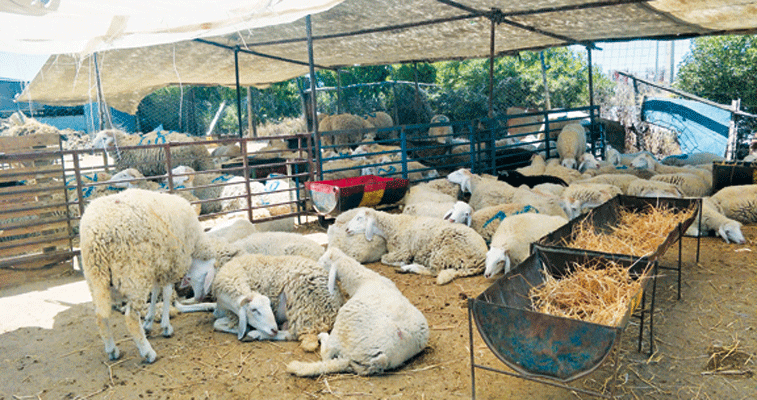 فدرالية مربي المواشي تدعو إلى التقليص من الوسطاء: وفــــرة في الأضاحــــي والأسعـار ابتـــداء مـن 50 ألف دينــــــــار