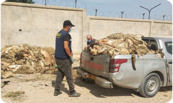 حملة جمع جلود الأضاحي: تحـويل حمـولة شـاحنتـين إلى مدبـغة ولايـة باتـنة