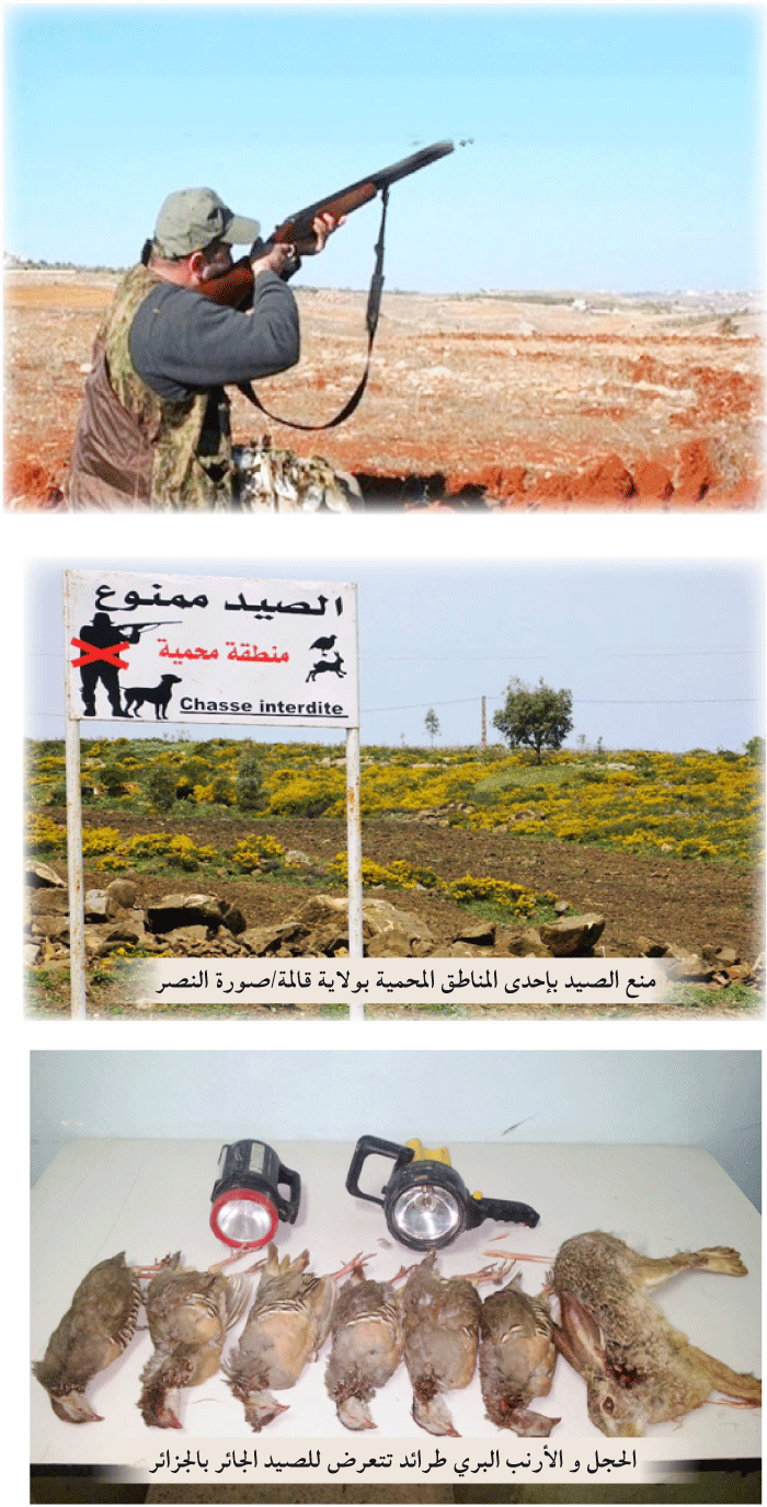 تزامنا مع انطلاق موسم الصيد البري 